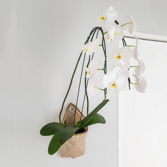 cesta pipa suporte para orquídeas